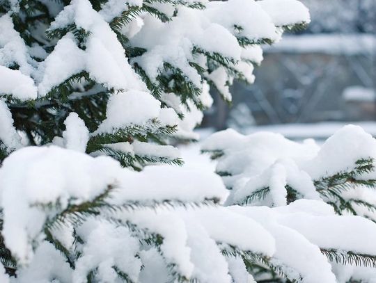 Chełm: W mieście zimą sadzą drzewa