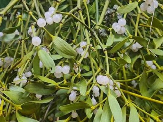 Chełm w walce z jemiołą. Miasto apeluje o wspólne działania