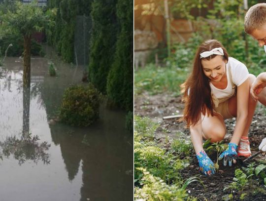 Chełm. Walczą z wodą i z nadzieją spoglądają w stronę instytucji. Działkowicze z ROD "Plon" mają nie lada zgryz Ogródek działkowy można posiadać z różnych pobudek. Jedni chcą samodzielnie uprawiać zdrowe owoce i warzywa, z kolei inni stawiają na zadbany trawnik i kilka arów zielonego azylu. Każdy działkowiec przyzna jednak, że ogródek powinien przynosić radość i odrobinę wytchnienia, a nie troskę.