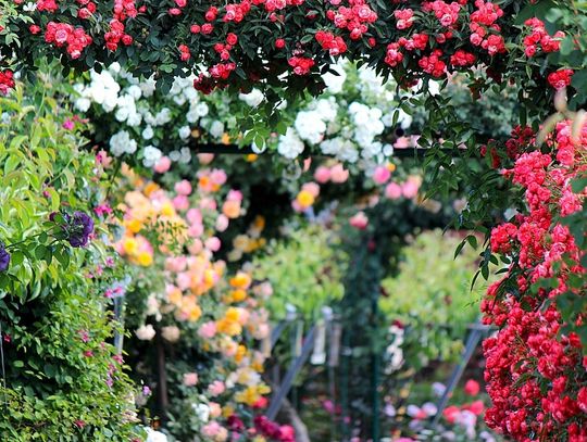 Chełm: Wsparcie dla działkowców Chełm: Wsparcie dla działkowców