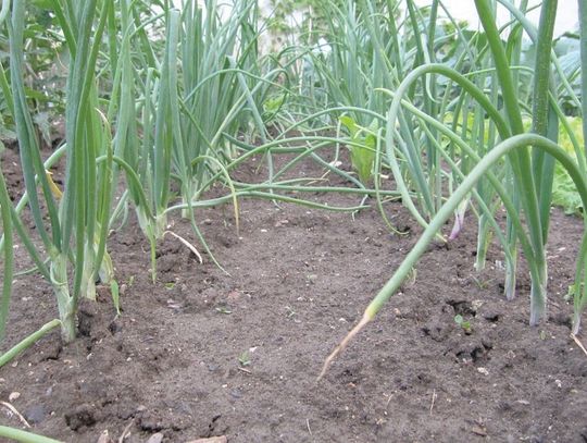 Chełm: Żeby Plon był bezpieczny