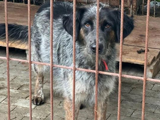 Rex czeka na adopcję!