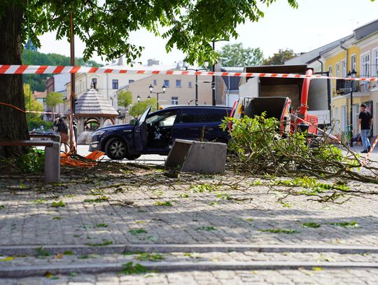 Chełm. Zielony pomnik na Placu Łuczkowskiego już po profesjonalnej pielęgnacji