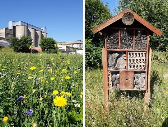 Chełm: Działania CEMEX dla pszczół