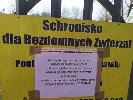 Chełmianie psów nie wyrzucają