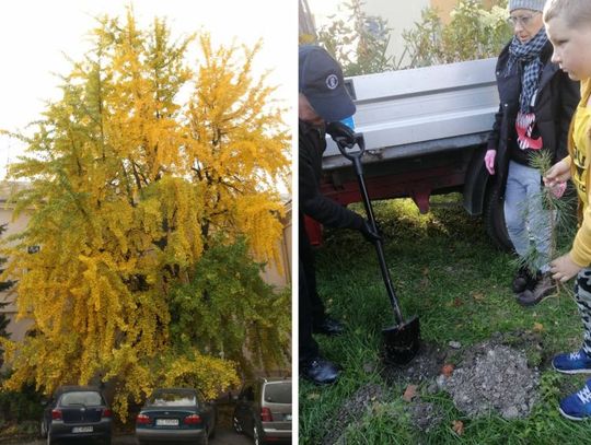 Chełm: Miłorząb Drzewem Roku