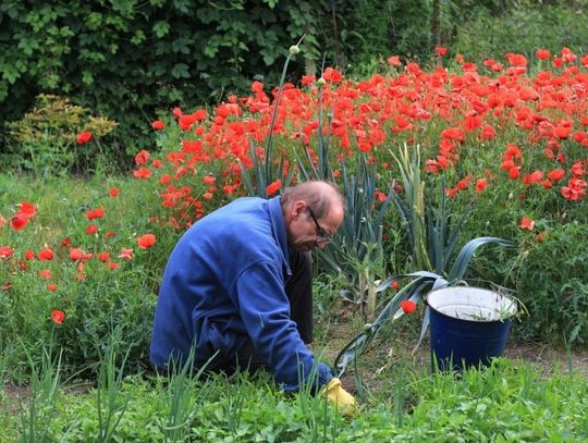 Chełm: Ukłon w stronę działkowców