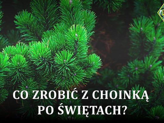 Chełm: Zabiorą niechciane choinki