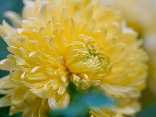 Chryzantemy odkupiła rolnicza agencja