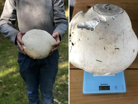 Co za grzyb! 25-latek znalazł prawdziwego giganta