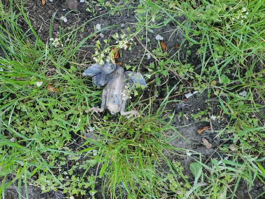 Co zabija ptaki? | Super Tydzień