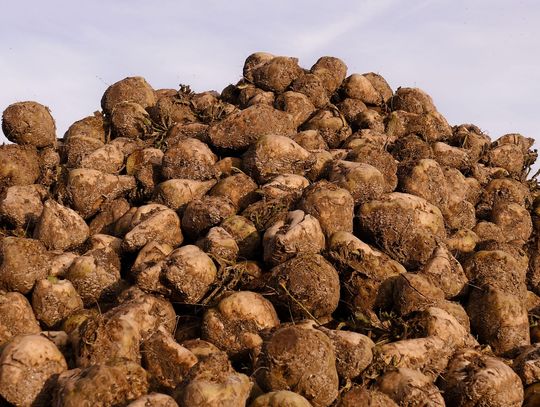 W przyszłorocznej kampanii cukrowniczej cena bazowa skupu buraków cukrowych ma być niższa o 1,5 euro w porównaniu z rokiem bieżącym.