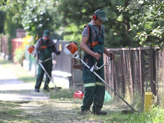 Czas wielkiego koszenia