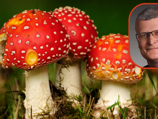 W internecie wciąż kwitnie handel czerwonymi muchomorami. Pomimo tego, że jest zabroniony.