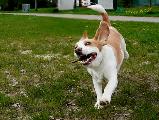 Dog parki w Chełmie – obietnice, rzeczywistość i oczekiwania mieszkańców