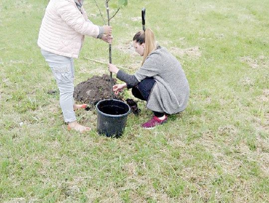 Drzewka od chełmian