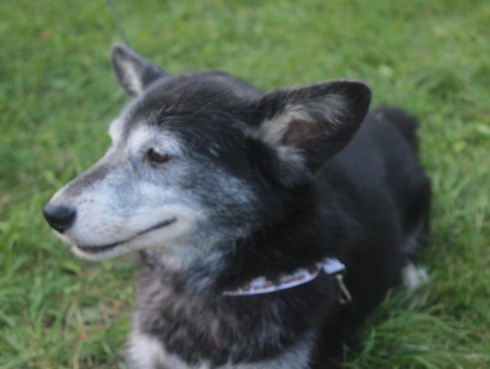 Dzień Zwierzaka 2017 [FOTORELACJA]