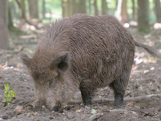 Dziki czyhają na spacerowiczów