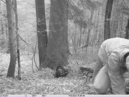 Ekolodzy poszli w las sprawdzić, czy są niedźwiedzie. Mężczyzna został poszarpany