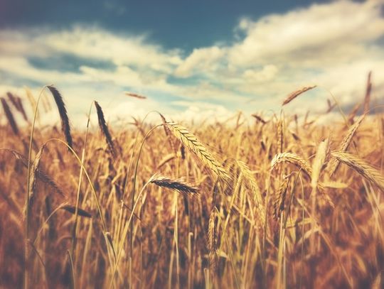 Elatus Era. Poznaj nowy środek, który ochroni twoją uprawę zbóż przed chorobami