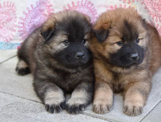 Fundacja dla zwierzaków