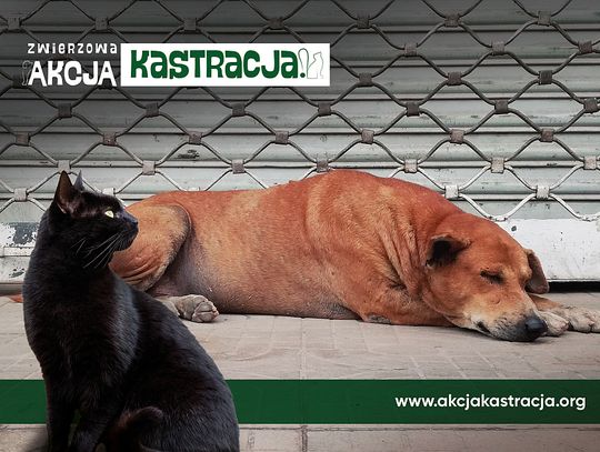 Fundacja chce pomagać samorządom zapobiegać bezdomności zwierząt