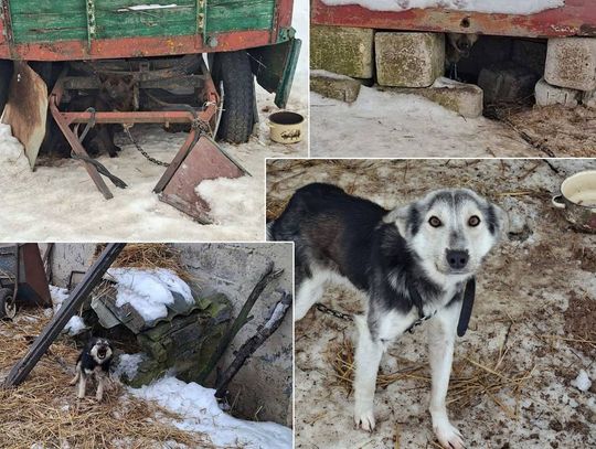 Głodzone, uwiązane, bez budy. Dramat 16 psów, właściciele odpowiedzą za znęcanie [ZDJĘCIA]