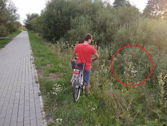 Gm. Chełm: Barszcz nad zalewem?