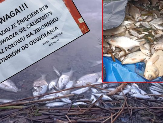 Gm. Chełm. Katastrofa ekologiczna czy przyducha? Tony martwych ryb i brudna woda w zbiorniku "Stańków" [ZDJĘCIA]