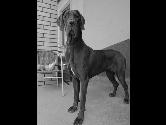 Gm. Chełm: Kto zapłaci za śmierć Thelmy?