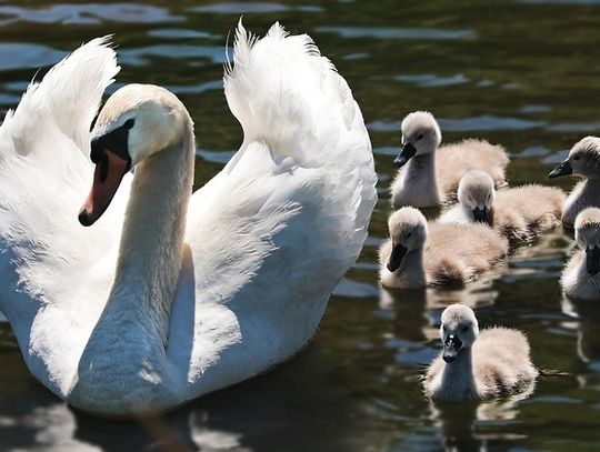 Gm. Chełm: Nie dokarmiaj łabędzi, bo nie odlecą