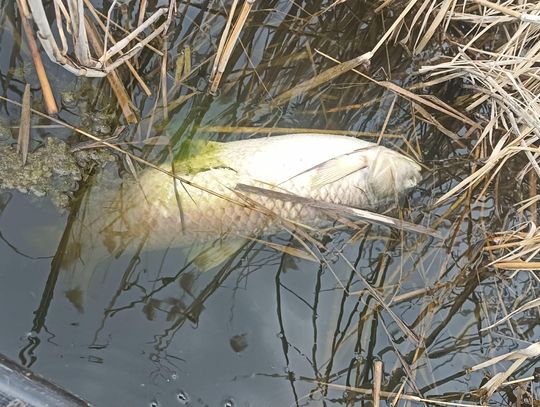 Pod koniec marca opinię publiczną naszego powiatu zelektryzowała informacja o kolejnych rybach, jakie zostały wyłowione ze zbiornika w Stańkowie. I zapewne w niejednej głowie pojawiła się wówczas ta sama, co w lipcu ubiegłego roku, myśl - „No tak, znowu pojawią się na brzegach czarne worki”.