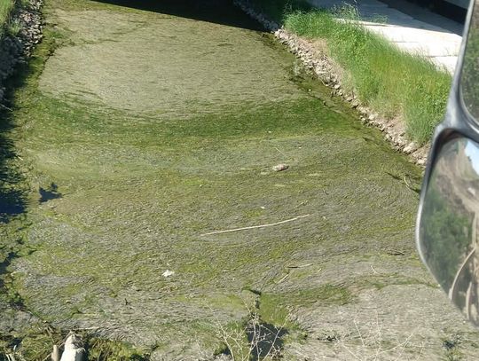 Niepokojące zjawiska, jakie miały miejsce w lipcu ubiegłego roku, wyostrzyły u mieszkańców gminy zmysł obserwacji i teraz ze szczególną uwagą przyglądają się temu, co dzieje się na odcinku rzeki Uherka w pobliżu zbiornika Stańków. Kolejne niepokojące sygnały z tamtych okolic trafiły do nas niedawno