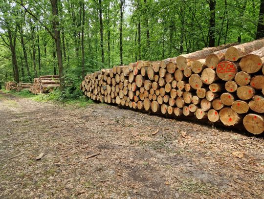 Gm. Chełm. Wycinka i okres lęgowy trwają w najlepsze