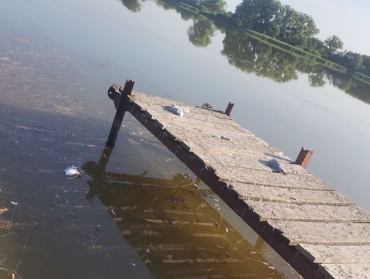 Gm. Chełm. Martwe ptaki pływały w zbiorniku w Stańkowie. Dlaczego padły?