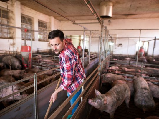 Czy wójt Wojciech Sawa zdecyduje się na wydanie decyzji o środowiskowych uwarunkowaniach dla nowego przedsięwzięcia w Świerżach? Jeden z inwestorów chciałby tam wybudować budynek inwentarski, tuczarnię dla niespełna 2000 sztuk trzody chlewnej wraz z niezbędną infrastrukturą.