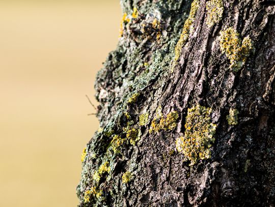 Gm. Dorohusk. Zagrożenie czy urok? Co ze starymi wierzbami przy ul. Wierzbowej?
