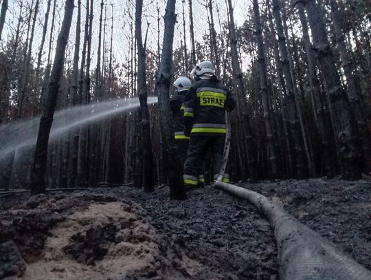 Gm. Dubienka. Płonął las w Lipnikach. Strażacy walczyli z ogniem 4 godziny [ZDJĘCIA]