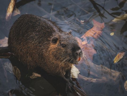 W czasie ostatniej sesji rady gminy podjęta została uchwała dotycząca przejęcia od Państwowego Gospodarstwa Wody Polskie w zakresie konserwacji pewnego odcinka rzeki Udal. Szczegółowych wyjaśnień w tej sprawie udzielił wójt Dariusz Stocki.