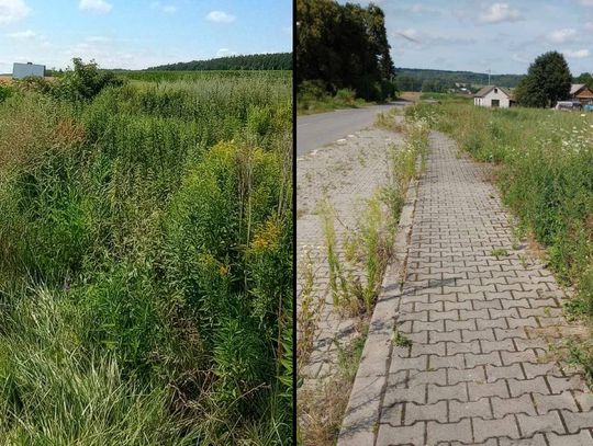 Gm. Kraśniczyn. Mieszkanka wytyka wójtowi brak dbałości o trawniki i pobocza