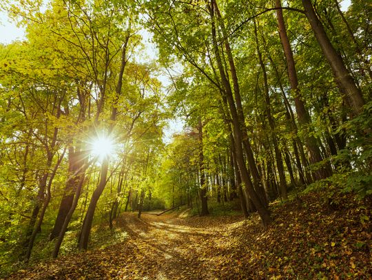 Gm. Krasnystaw. Twoja działka może stać się częścią lasu – nadleśnictwo kupuje grunty Gm. Krasnystaw. Twoja działka może stać się częścią lasu – nadleśnictwo kupuje grunty