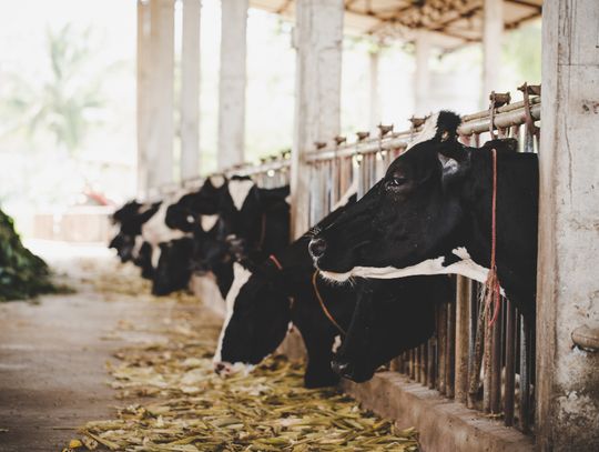 Gm. Leśniowice. Wysyp budynków inwentarskich. Hodowcy proszą urząd o stosowne pozwolenia Urząd Gminy Leśniowice prowadzi obecnie, w tym samym czasie, kilka administracyjnych postępowań, które związane są z wydaniem decyzji o środowiskowych uwarunkowaniach. Podmioty, które wnioskują o przeprowadzenie czynności, to hodowcy, którzy chcą wybudować obiekty inwentarskie.