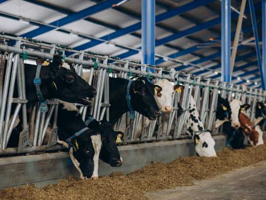 Gm. Leśniowice. Obora dla 160 sztuk bydła może powstać