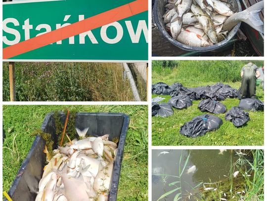 Zdecydowanie nie takiej decyzji w sprawie ubiegłorocznego śnięcia ryb w Stańkowie spodziewali się działacze chełmskiego okręgu Polskiego Związku Wędkarskiego ze strony Prokuratury Rejonowej w Chełmie. Organ postanowił umorzyć śledztwo, które zostało wszczęte pod koniec lipca 2025.