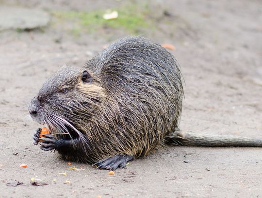 Gm. Rejowiec Fabryczny. Za hodowanie tych zwierząt zapłacisz nawet 1 mln zł