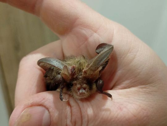 "Gacek" otrzymał w domu pani Moniki ciepło i bezpieczeństwo.