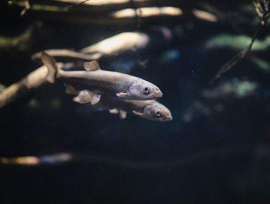 Gm. Ruda-Huta. Doszło czy nie doszło do zanieczyszczenia Uherki? Wójt udzielił wyjaśnień powątpiewającemu radnemu