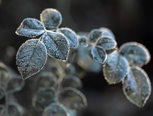 Gm. Rudnik. Pomoc dla rolników, którym dały w kość przymrozki