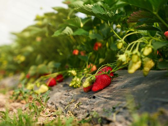 Gm. Sawin. Plantator truskawek napędził mieszkańcom strachu...