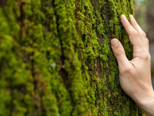 Gm. Sawin. W sprawie Sobiborskiego Parku Narodowego buntują się kolejne środowiska